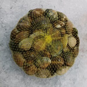 Almeja cultivo gallego