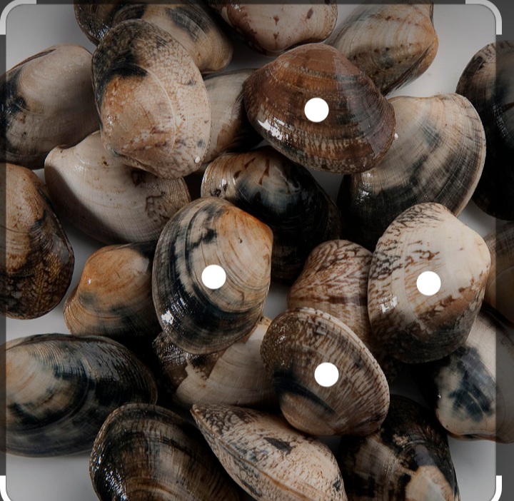 Almeja babosa - Imagen 3